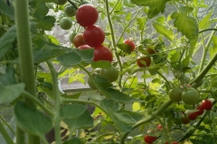 Tomaten made nearby....