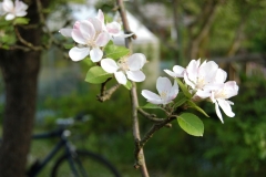 Was wächst denn da....